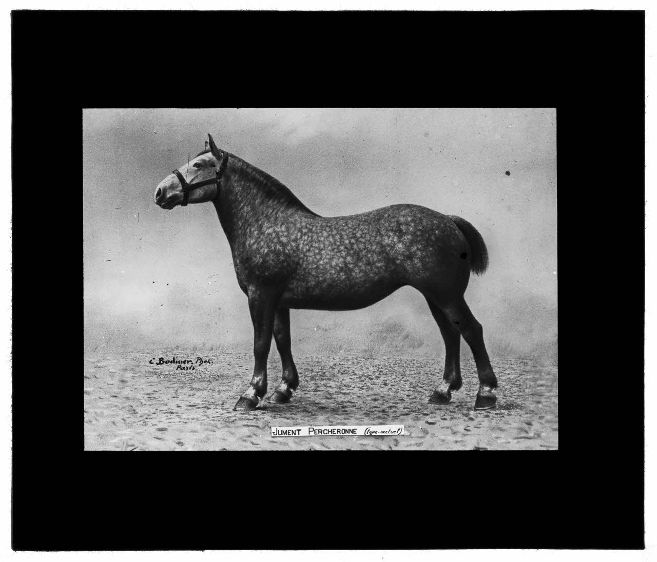 Charles Bodmer plaque de verre Jument Percheronne (type actuel) Ile-de-France, France 1895-1932 2020.33.1.8 Photo Mucem / Charles Bodmer