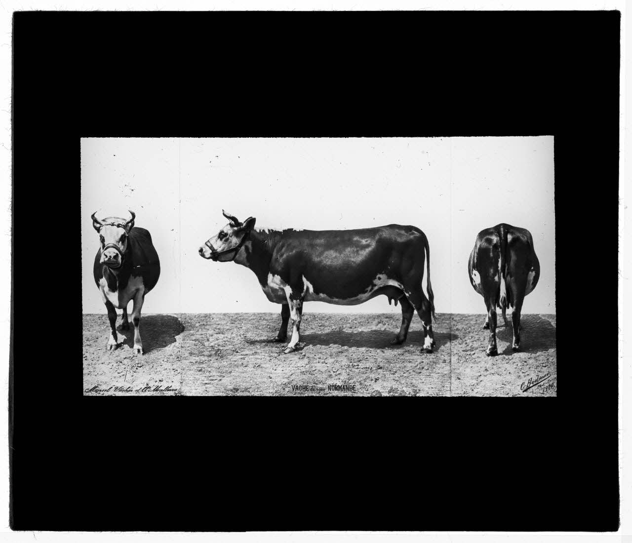 Charles Bodmer plaque de verre Vache de race Normande Ile-de-France, France 1900 2020.33.1.80 Photo Mucem / Charles Bodmer