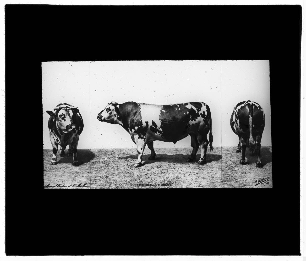 Charles Bodmer plaque de verre Taureau de race Normande Ile-de-France, France 1900 2020.33.1.81 Photo Mucem / Charles Bodmer