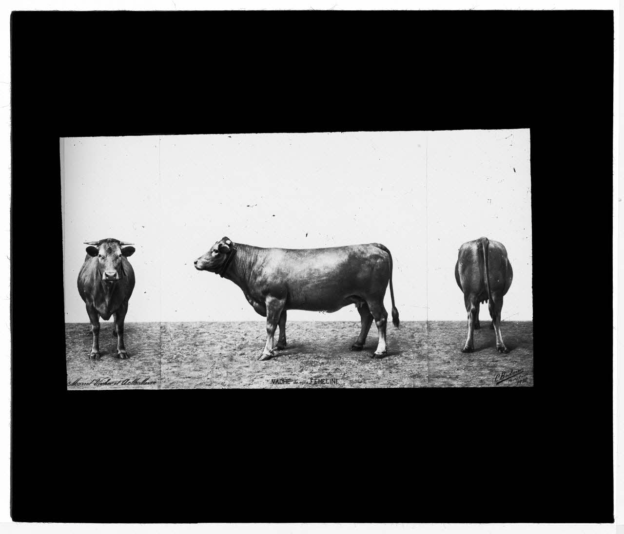 Charles Bodmer plaque de verre Vache de race Fémeline Ile-de-France, France 1900 2020.33.1.82 Photo Mucem / Charles Bodmer