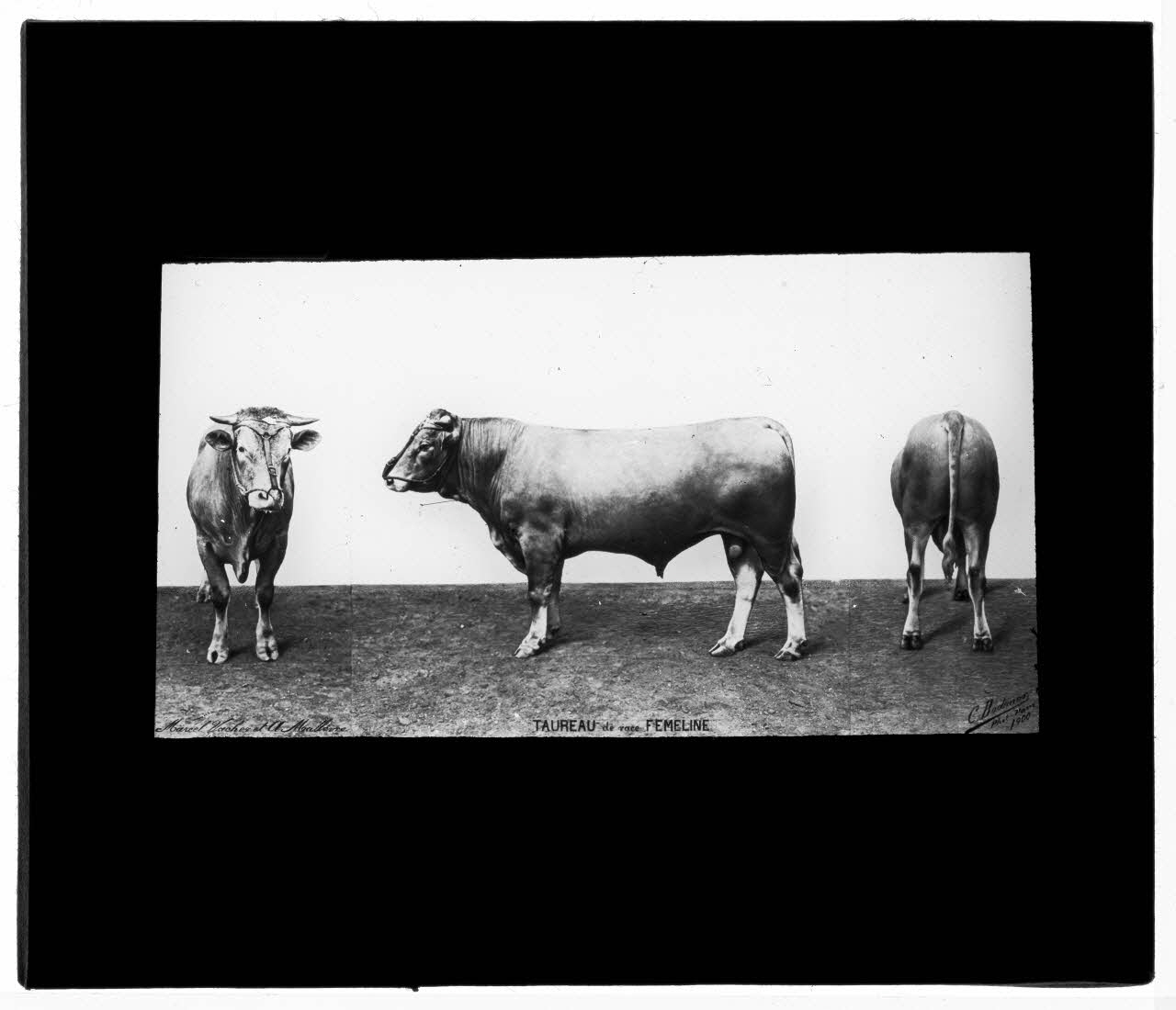 Charles Bodmer plaque de verre Taureau de race Fémeline Ile-de-France, France 1900 2020.33.1.83 Photo Mucem / Charles Bodmer