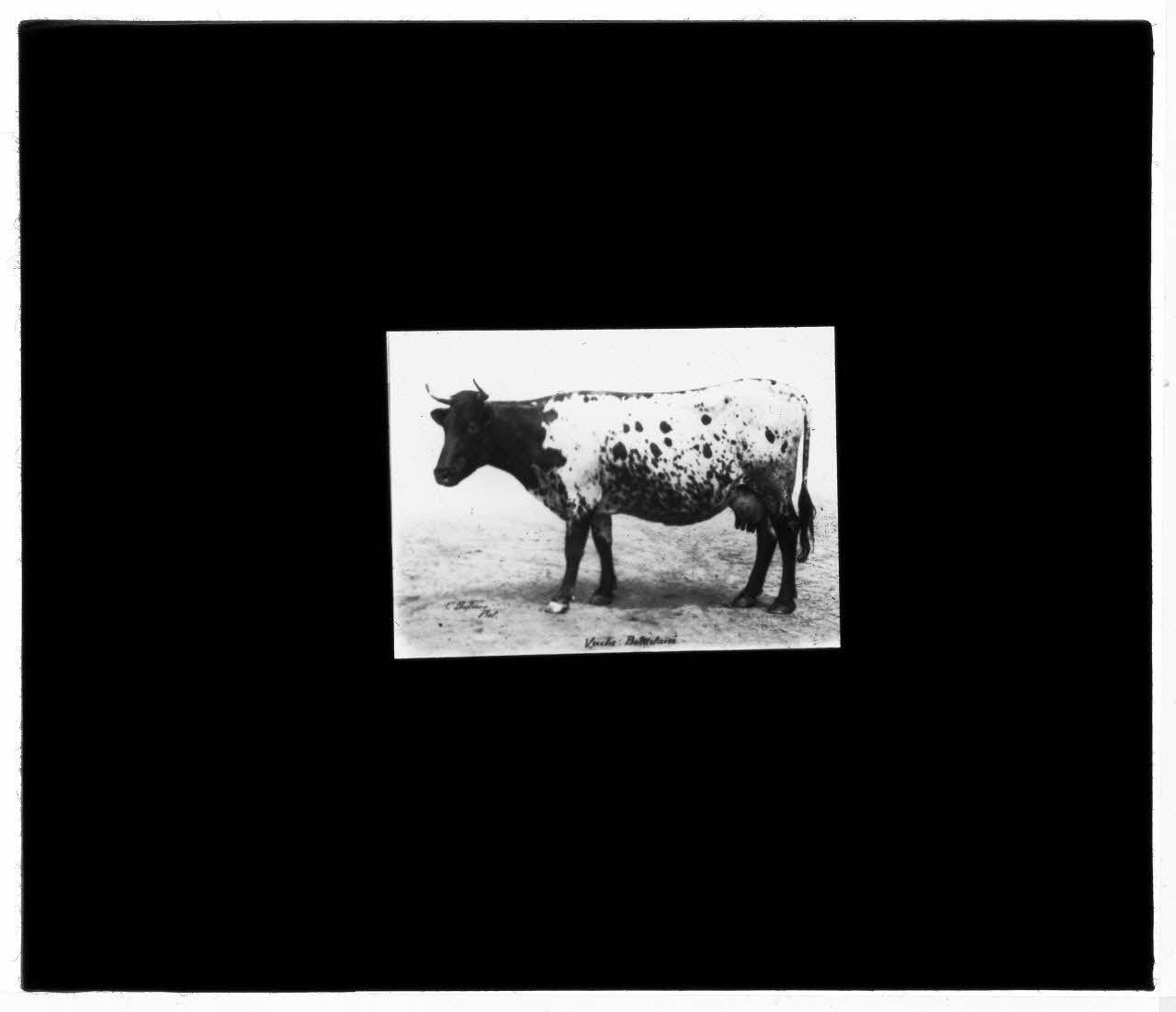 Charles Bodmer plaque de verre Vache Bordelaise Ile-de-France, France 1895-1932 2020.33.1.84 Photo Mucem / Charles Bodmer