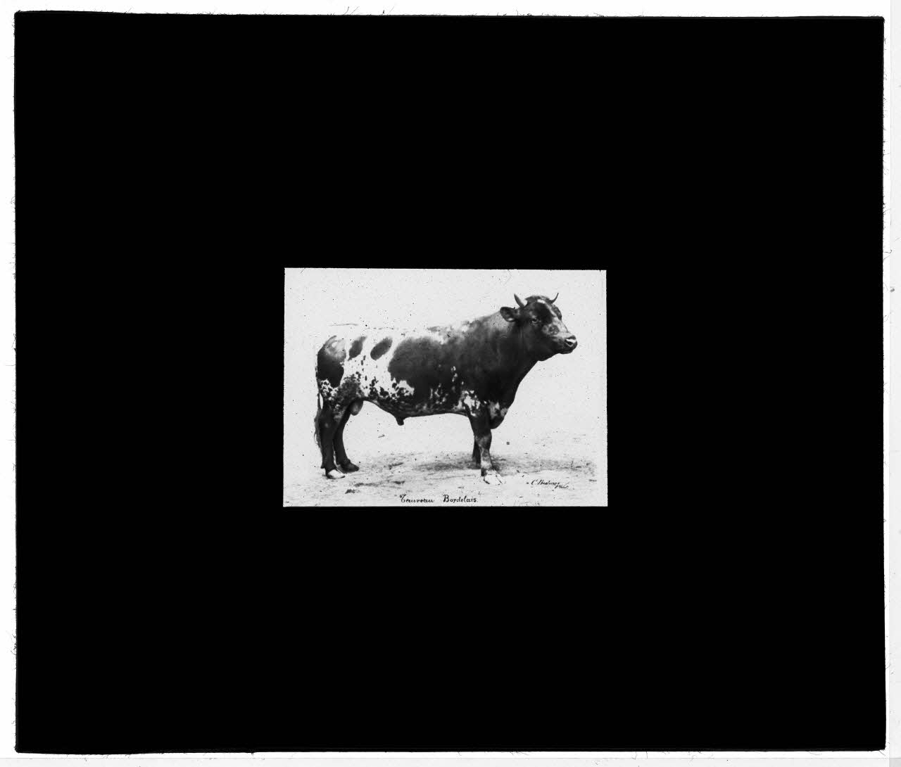 Charles Bodmer plaque de verre Taureau Bordelais Ile-de-France, France 1895-1932 2020.33.1.85 Photo Mucem / Charles Bodmer