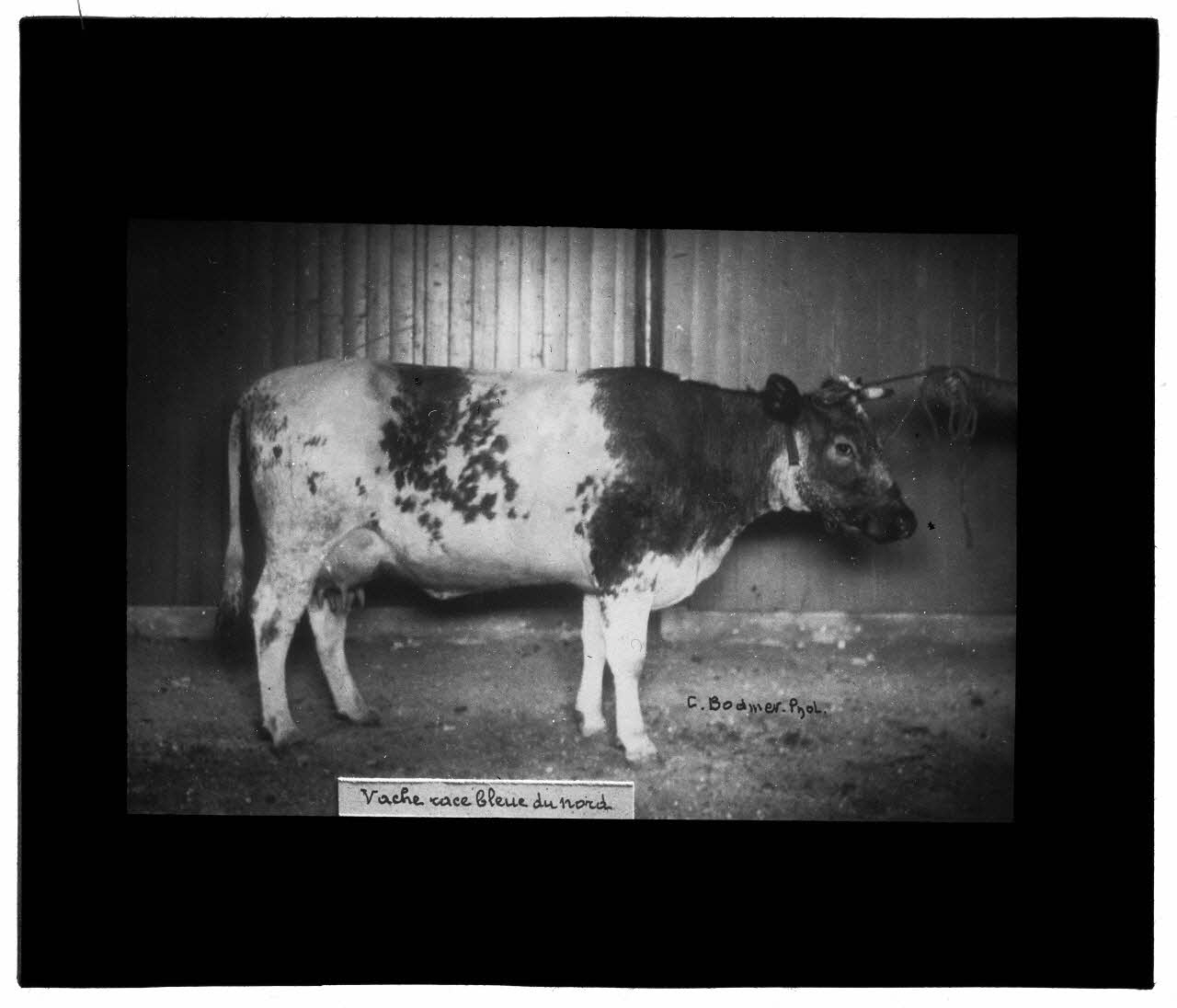 Charles Bodmer plaque de verre Vache race bleue du Nord Ile-de-France, France 1895-1932 2020.33.1.86 Photo Mucem / Charles Bodmer