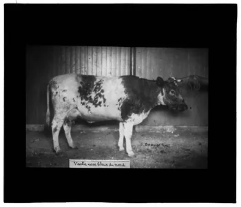 Charles Bodmer plaque de verre Vache race bleue du Nord Ile-de-France, France 1895-1932 2020.33.1.86 Photo Mucem / Charles Bodmer
