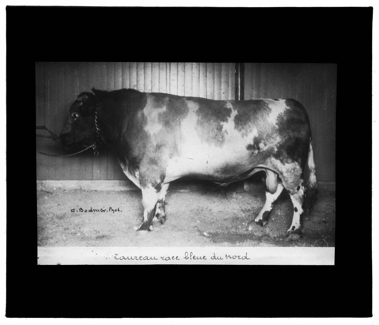 Charles Bodmer plaque de verre Taureau race bleue du Nord Ile-de-France, France 1895-1932 2020.33.1.87 Photo Mucem / Charles Bodmer