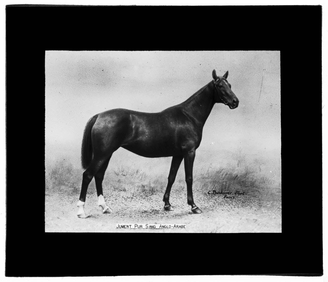 Charles Bodmer plaque de verre Jument pur sang anglo-arabe Ile-de-France, France 1895-1932 2020.33.1.88 Photo Mucem / Charles Bodmer