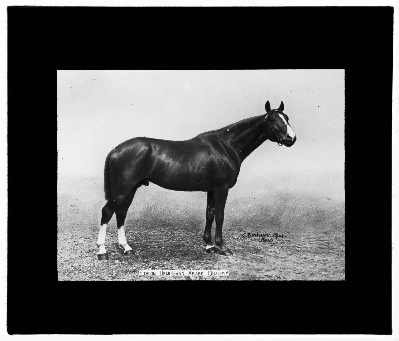 Charles Bodmer plaque de verre Etalon demi-sang arabe qualifié Ile-de-France, France 1895-1932 2020.33.1.89 Photo Mucem / Charles Bodmer