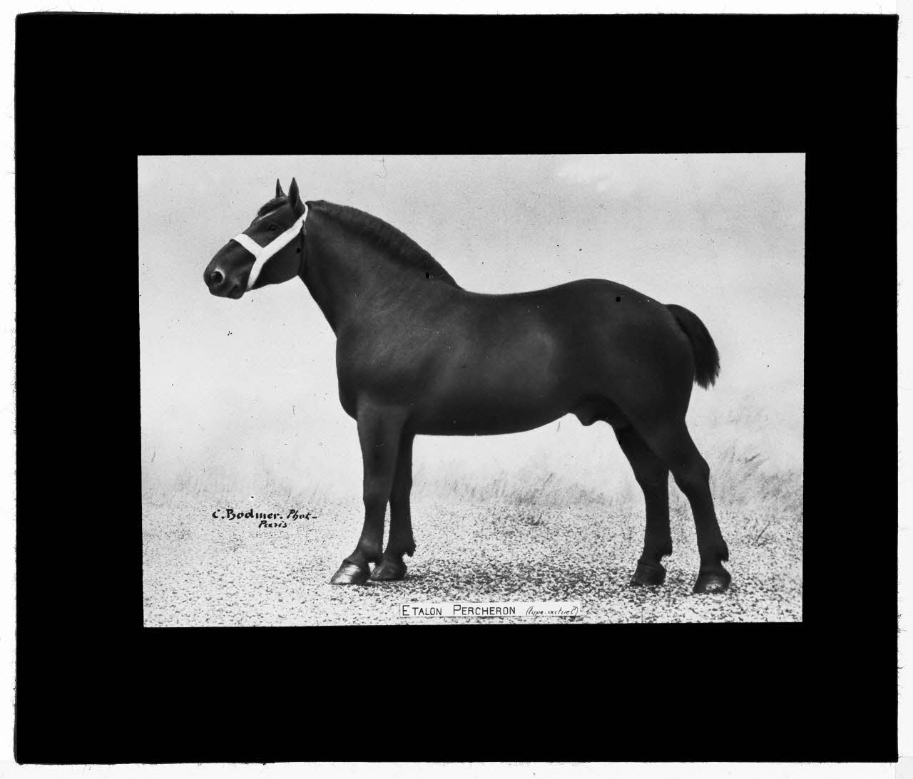 Charles Bodmer plaque de verre Etalon Percheron (type actuel) Ile-de-France, France 1895-1932 2020.33.1.9 Photo Mucem / Charles Bodmer