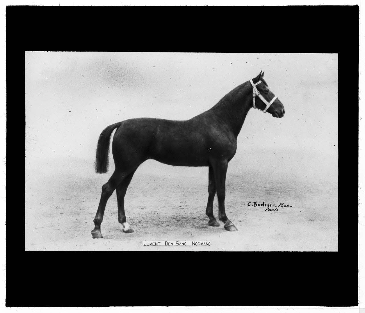 Charles Bodmer plaque de verre Jument demi-sang Normand Ile-de-France, France 1895-1932 2020.33.1.90 Photo Mucem / Charles Bodmer