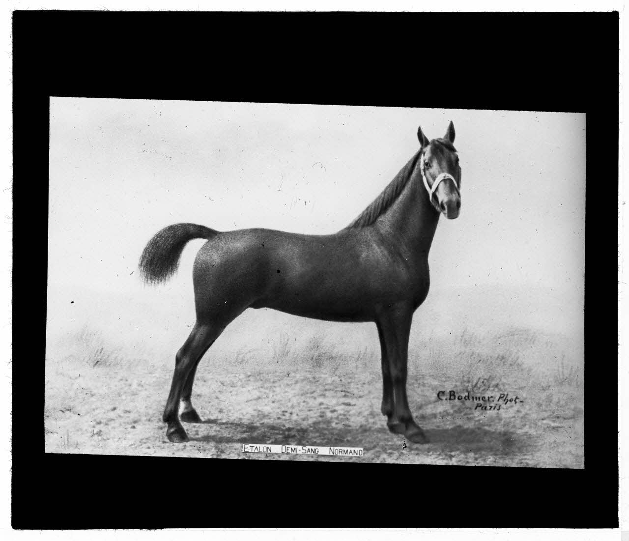 Charles Bodmer plaque de verre Etalon demi-sang Normand Ile-de-France, France 1895-1932 2020.33.1.91 Photo Mucem / Charles Bodmer