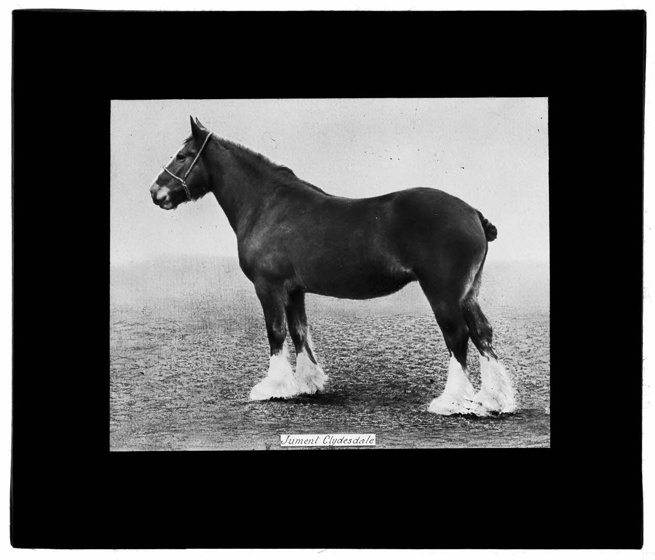 Charles Bodmer plaque de verre Jument Clydesdale Ile-de-France, France 1895-1932 2020.33.1.92 Photo Mucem / Charles Bodmer