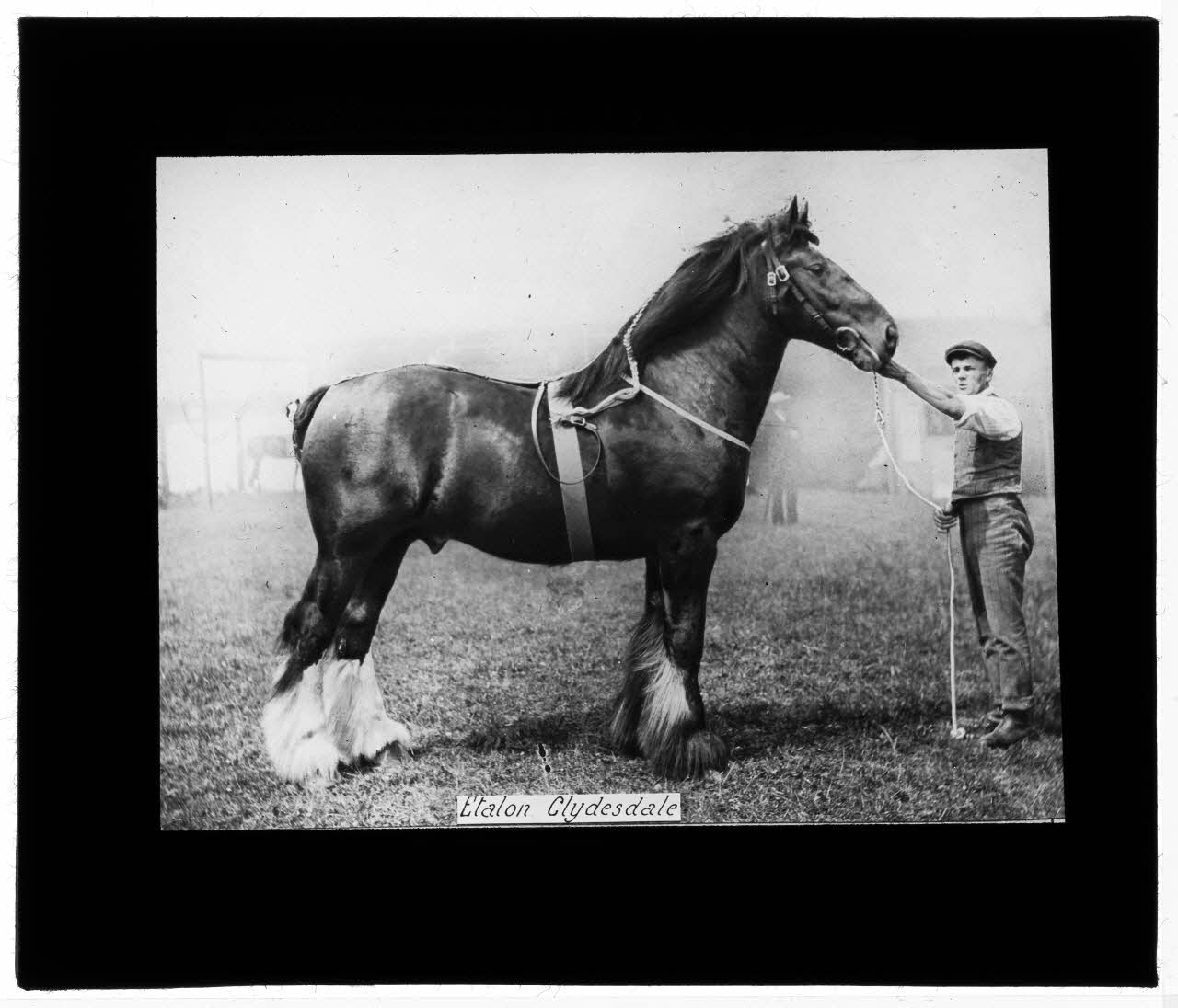 Charles Bodmer plaque de verre Etalon Clydesdale Ile-de-France, France 1895-1932 2020.33.1.93 Photo Mucem / Charles Bodmer