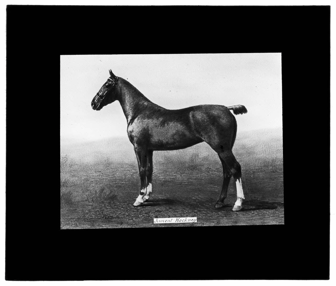 Charles Bodmer plaque de verre Jument Hackney Ile-de-France, France 1895-1932 2020.33.1.94 Photo Mucem / Charles Bodmer