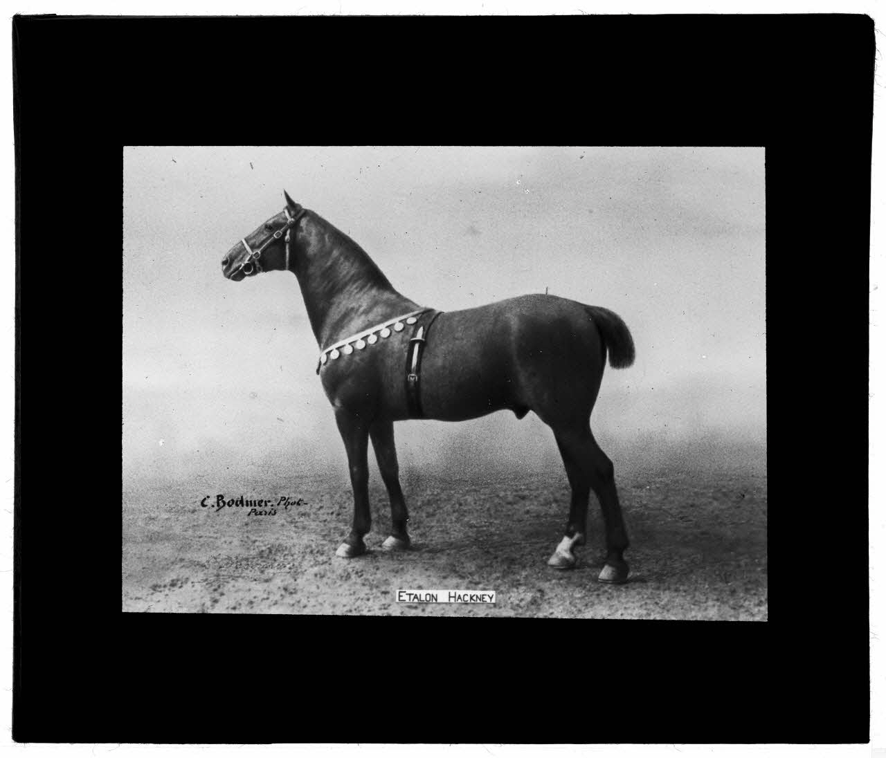 Charles Bodmer plaque de verre Etalon Hackney Ile-de-France, France 1895-1932 2020.33.1.95 Photo Mucem / Charles Bodmer