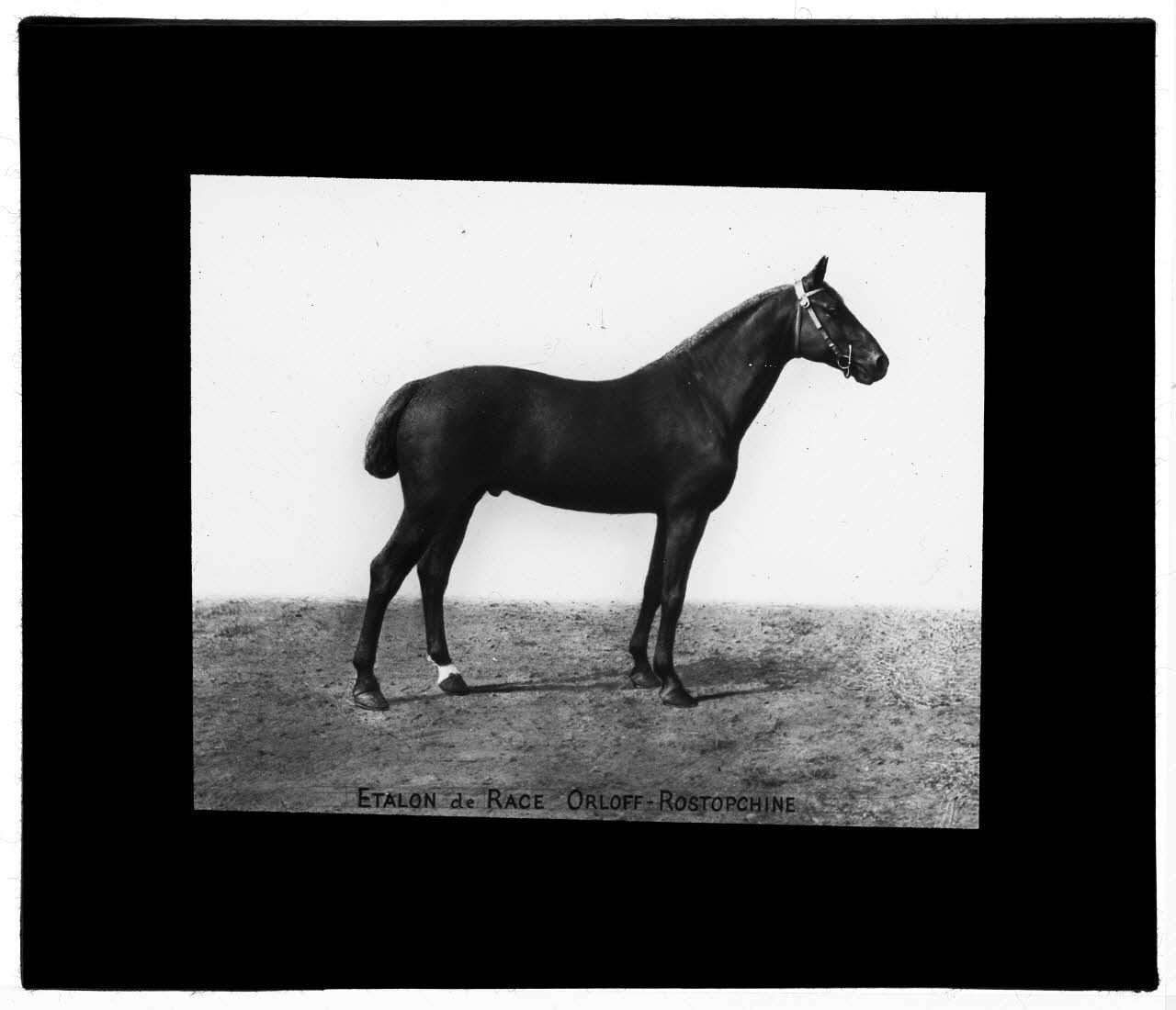 Charles Bodmer plaque de verre Etalon race Orloff Rostopchine Ile-de-France, France 1895-1932 2020.33.1.96 Photo Mucem / Charles Bodmer