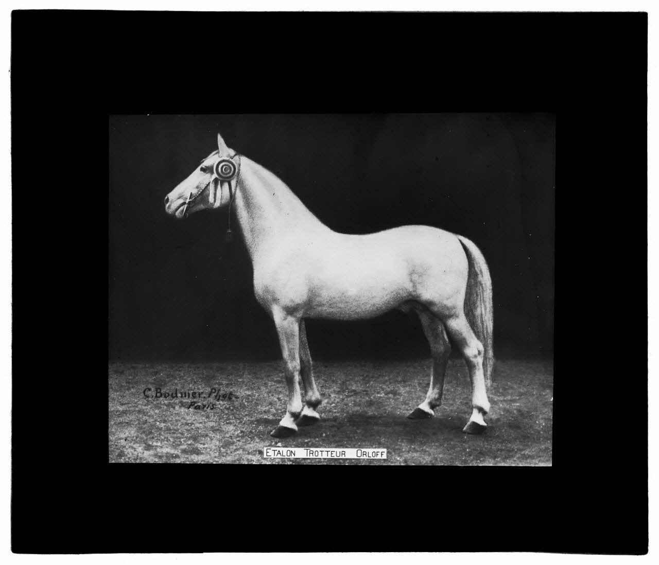 Charles Bodmer plaque de verre Etalon trotteur Orloff Ile-de-France, France 1895-1932 2020.33.1.97 Photo Mucem / Charles Bodmer