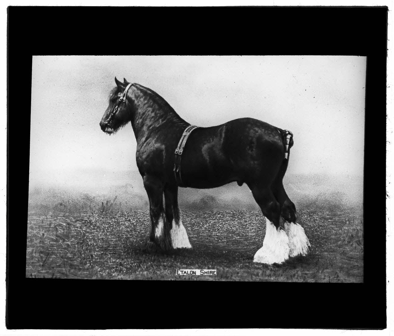 Charles Bodmer plaque de verre Etalon Shire Ile-de-France, France 1895-1932 2020.33.1.98 Photo Mucem / Charles Bodmer
