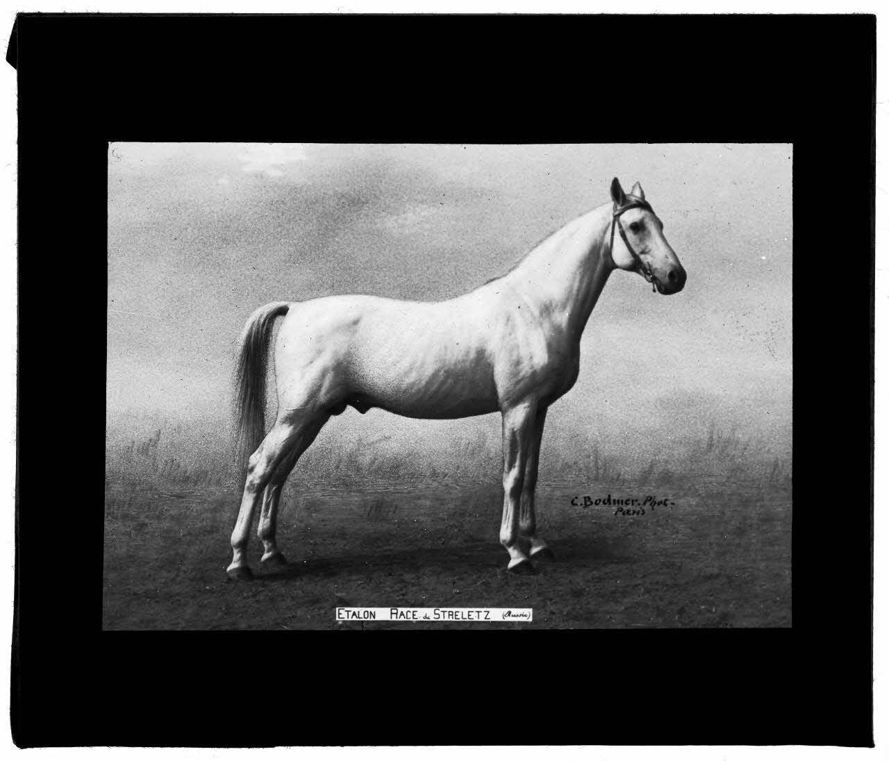 Charles Bodmer plaque de verre Etalon race de Streletz Ile-de-France, France 1895-1932 2020.33.1.99 Photo Mucem / Charles Bodmer