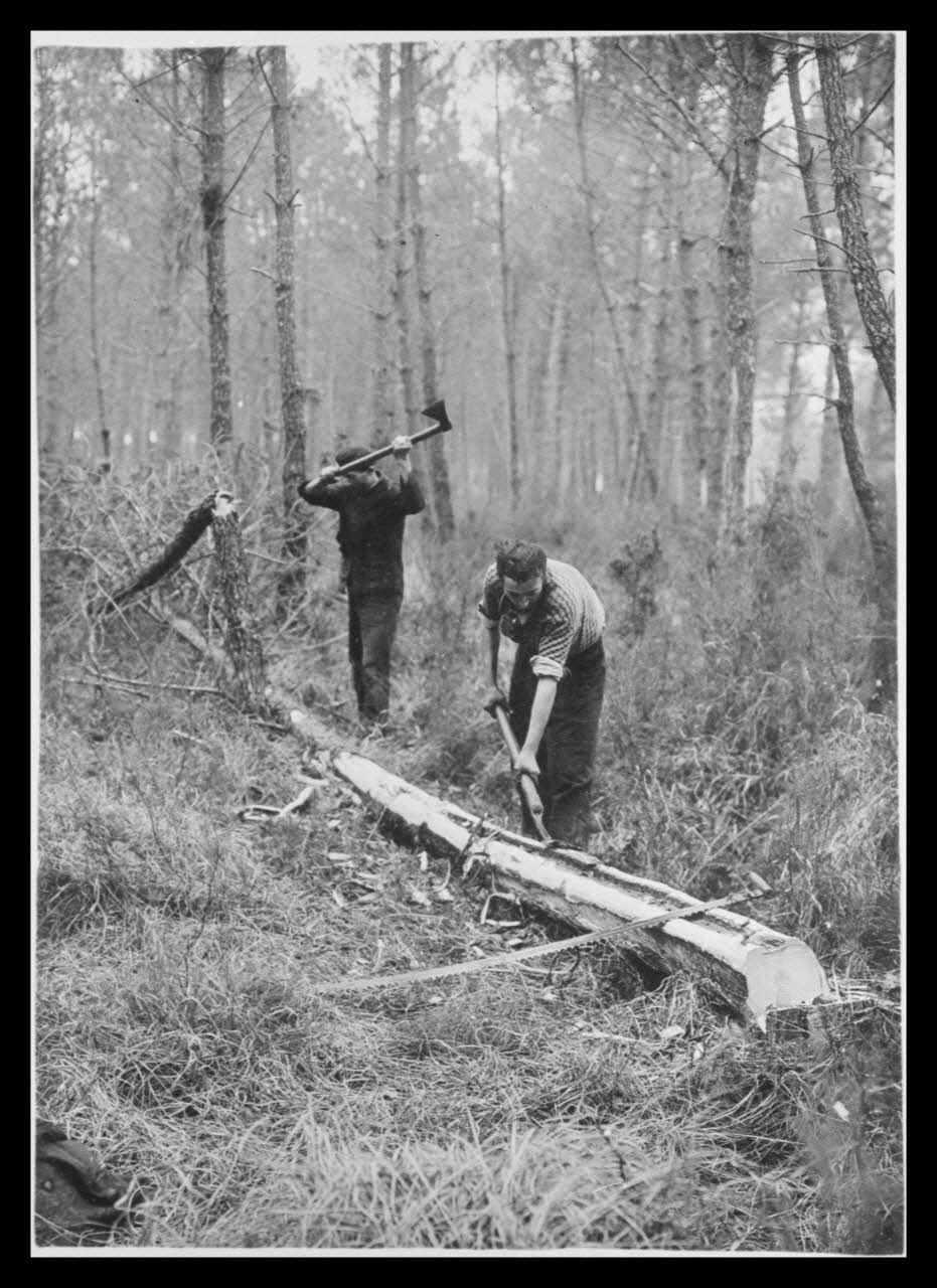 Emile Vignes photographie En forêt. Bûcherons. Abattage de pins. Passe-partout Aquitaine, France 1941 Ph.1941.58.27 Photo