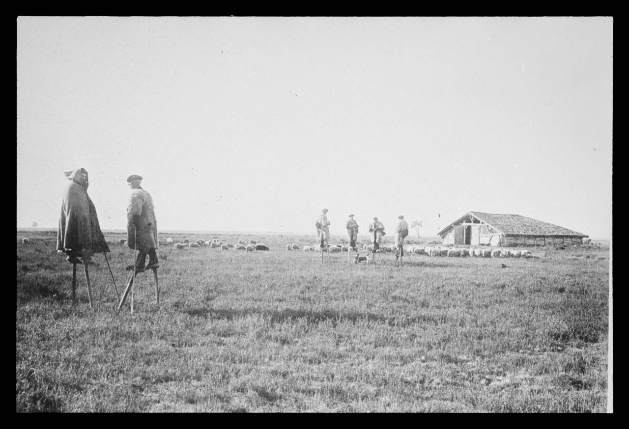 Félix Arnaudin photographie Landes de Gascogne. Berger sur des échasses dans un parc à moutons Aquitaine, France 1937/10/13 Ph.1941.62.5 Photo
