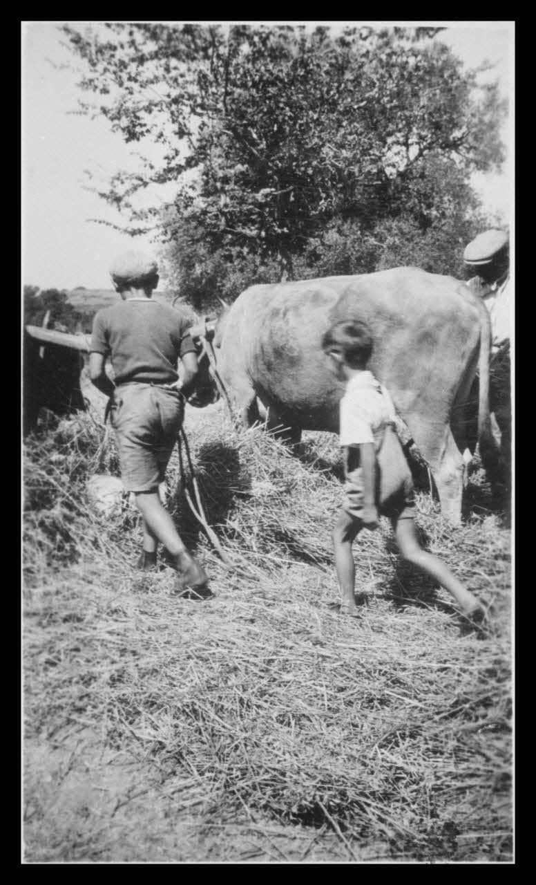 F. Agostini photographie Place du couvert. Dépiquage du blé. Deux bœufs, pierre à dépiquer "tribbiu" Corse, France 1942/7/1 Ph.1942.138.1 Photo