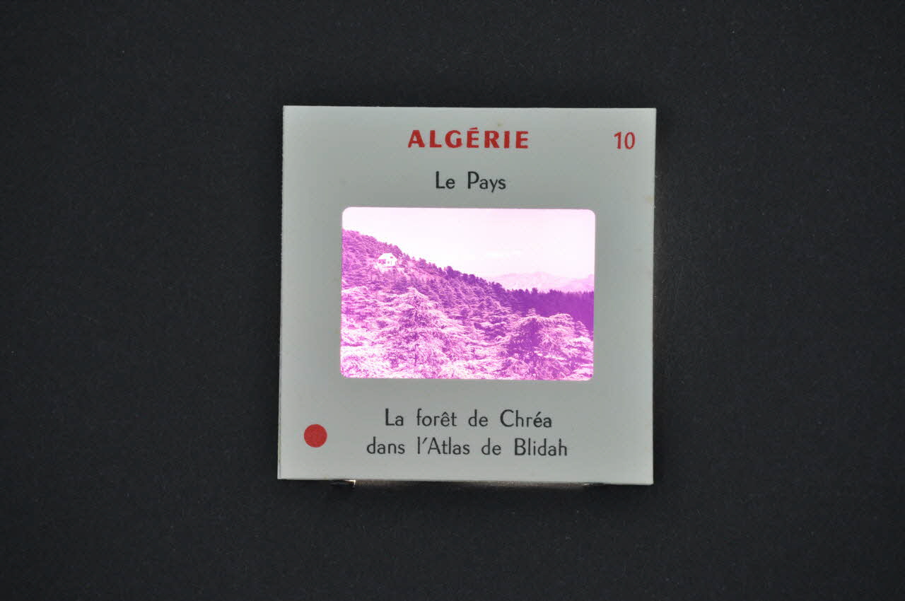 M Hamelle ; Ministère Des Affaires Algériennes diapositive Algérie. La forêt de Chréa dans l'Atlas de Blidah Ile-de-France, Algérie 1960 2002.157.1.11 Photo Mucem