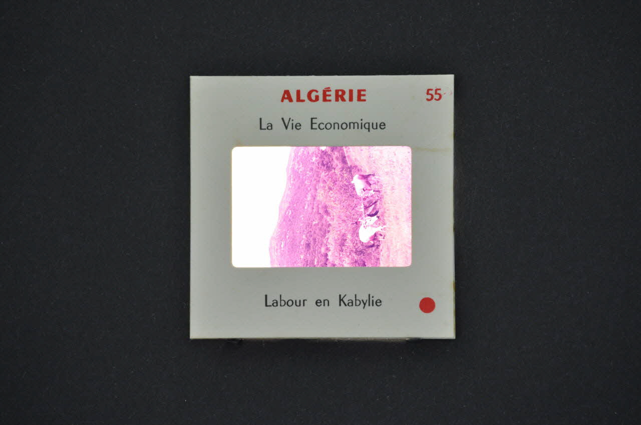 M Hamelle ; Ministère Des Affaires Algériennes diapositive Algérie. Labour en Kabylie Kabylie, Algerie 1960 2002.157.1.56 Photo Mucem