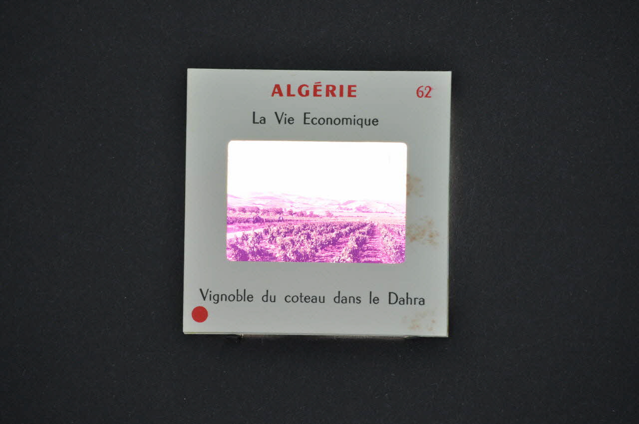M Hamelle ; Ministère Des Affaires Algériennes diapositive Algérie. Vignoble du coteau dans le Dahra Ile-de-France, Algérie 1960 2002.157.1.63 Photo Mucem