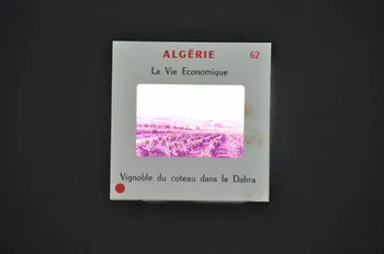 M Hamelle ; Ministère Des Affaires Algériennes diapositive Algérie. Vignoble du coteau dans le Dahra Ile-de-France, Algérie 1960 2002.157.1.63 Photo Mucem