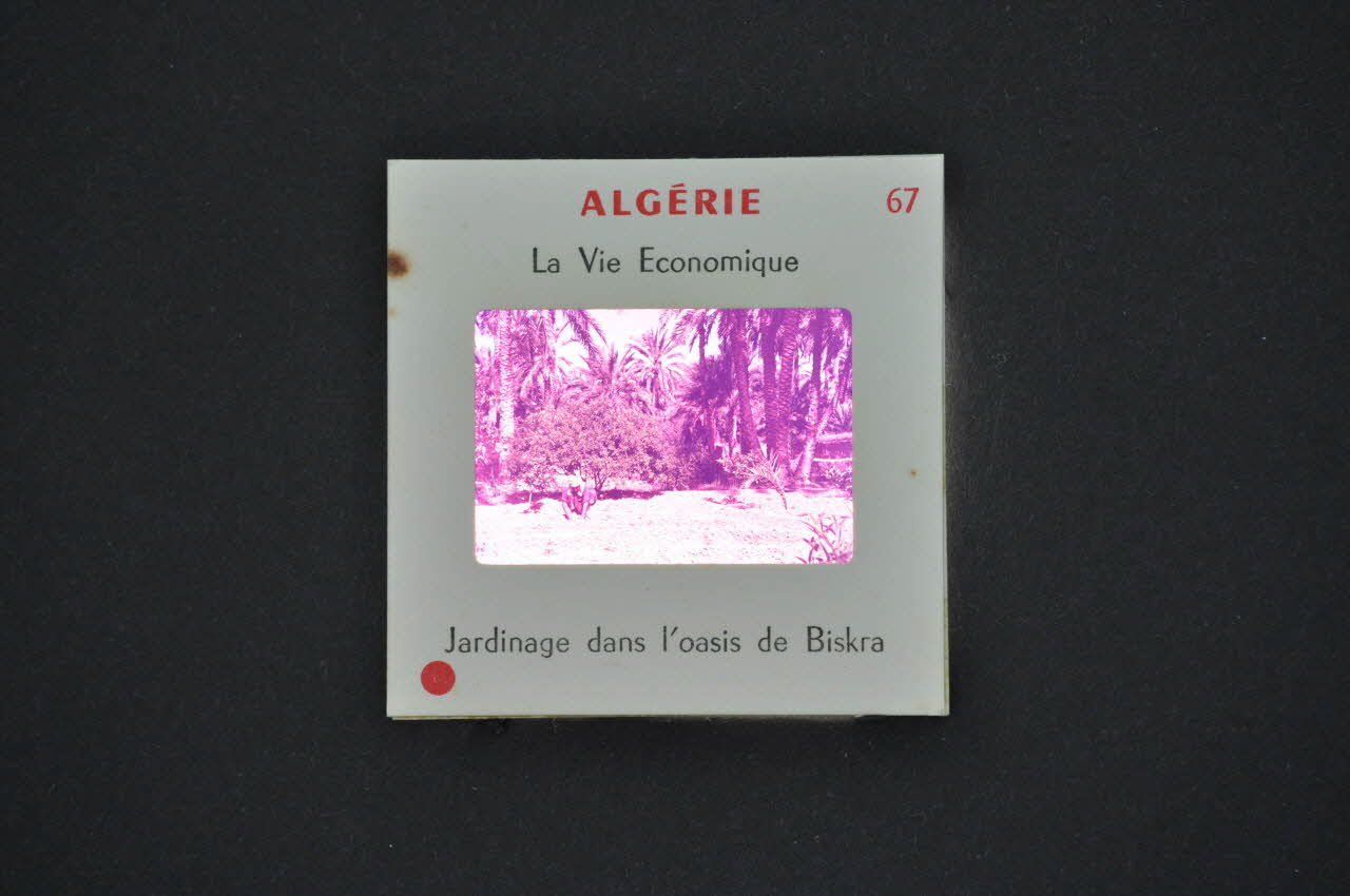 M Hamelle ; Ministère Des Affaires Algériennes diapositive Algérie. Jardinage dans l'oasis de Biskra Ile-de-France, Algérie 1960 2002.157.1.68 Photo Mucem