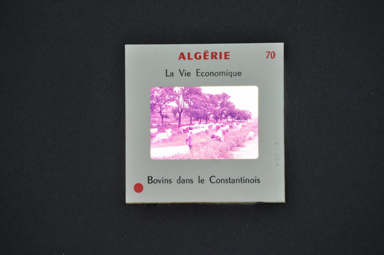 M Hamelle ; Ministère Des Affaires Algériennes diapositive Algérie. Bovins dans le Constantinois Constantinois, Algérie 1960 2002.157.1.71 Photo Mucem