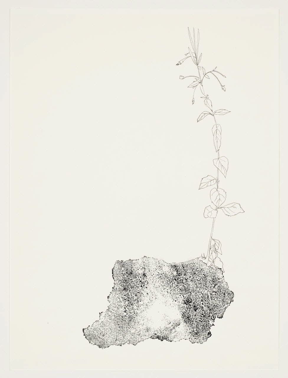 Marina Rosselle dessin Epi de soil Nord-Pas-de-Calais, France 2015 2021.23.4.5 Photo Mucem / Marianne Kuhn