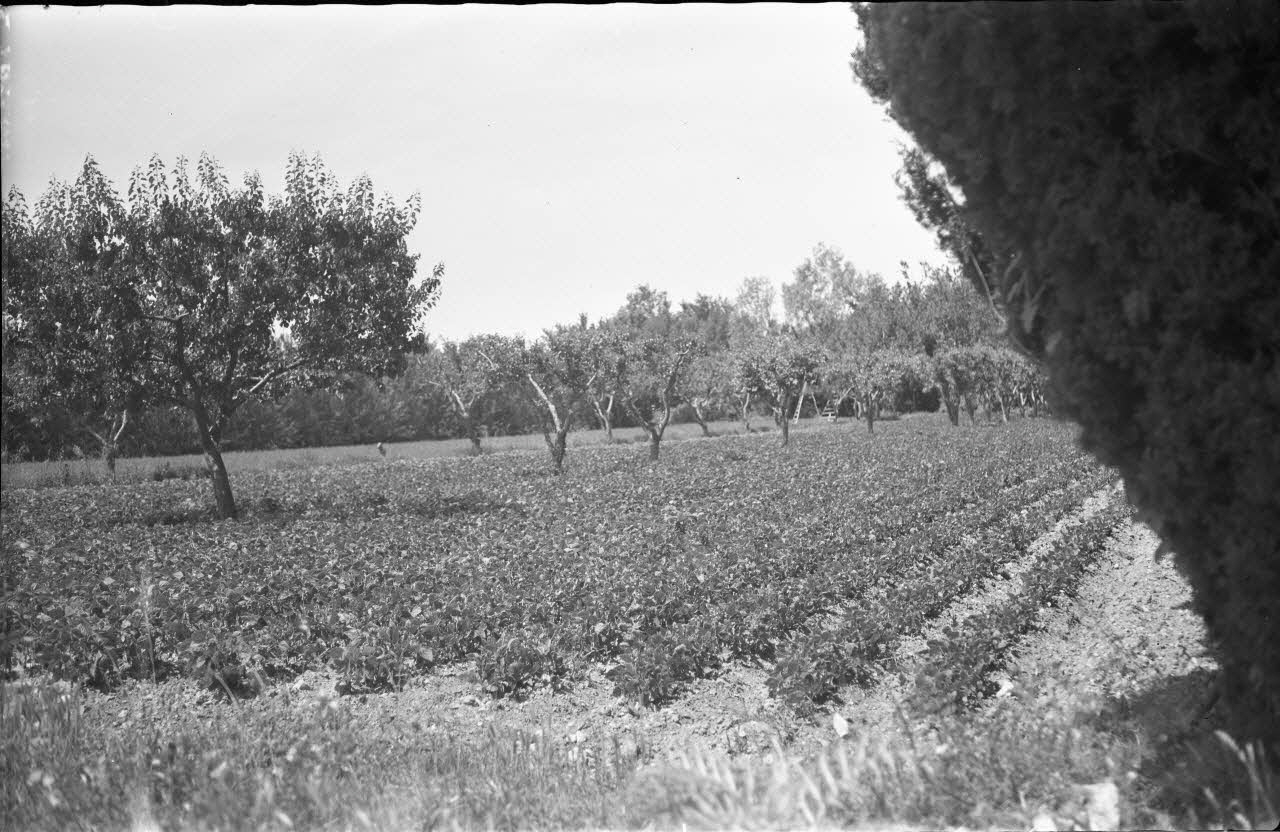Mireille Place photographie Culture de haricots et d'abricotiers Provence-Alpes-Côte d'Azur, France 1938/6/10 Ph.1938.11.8 Photo