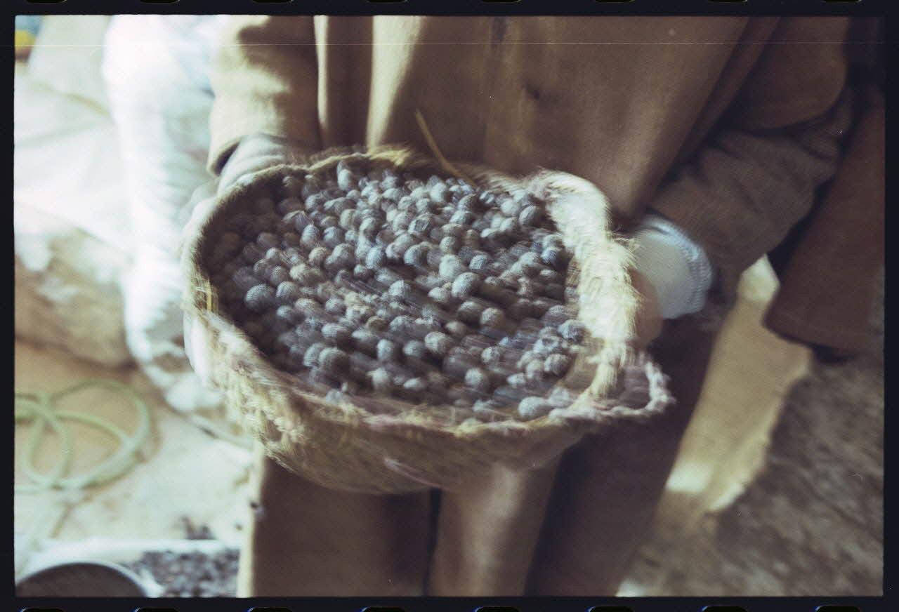 photographie MNATP. Enquête sur l'huile d'olive conduite par Jean-François Charnier (2003) Gouvernorat de Gabès, Tunisie 2003 Ph.2003.28.106 Photo