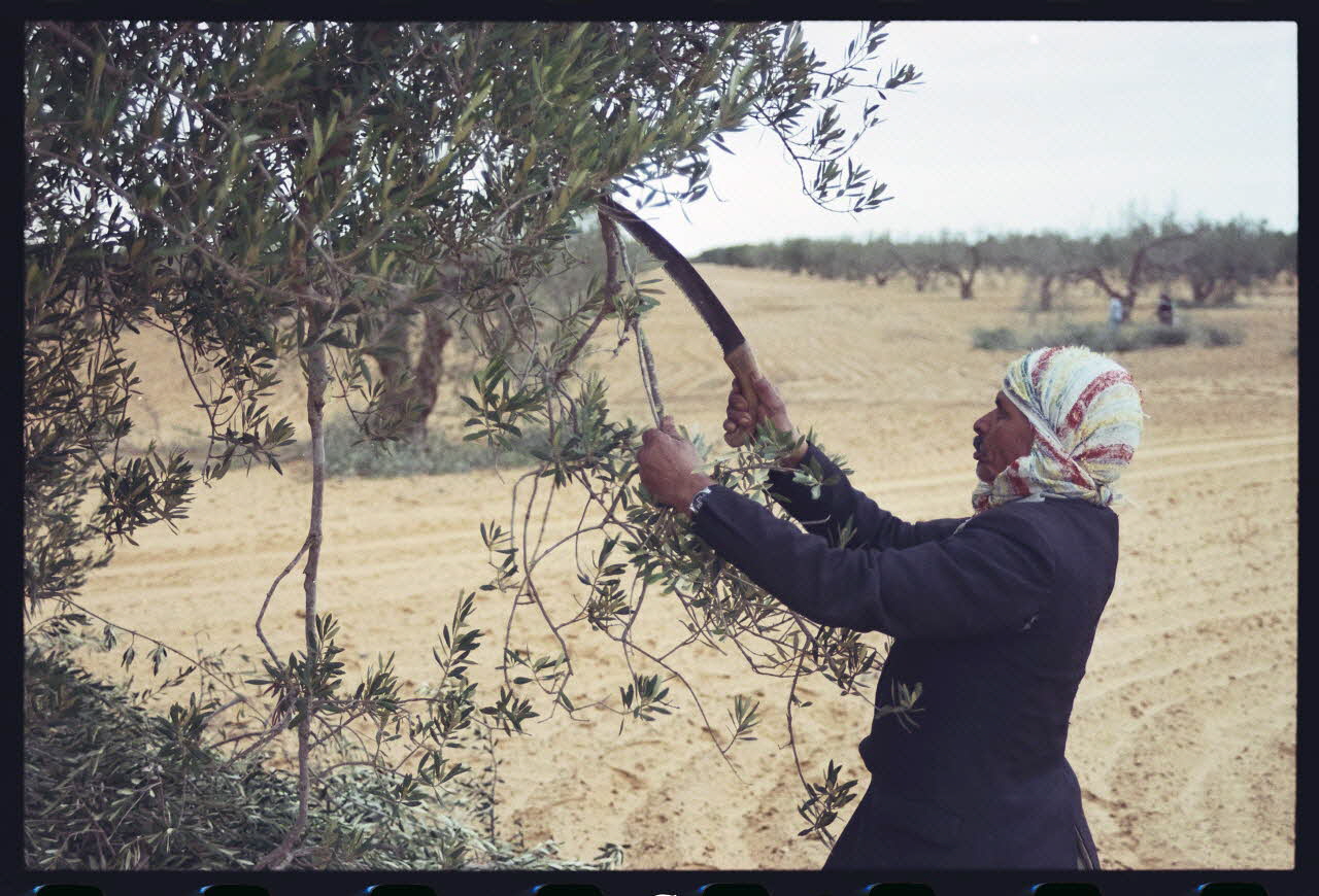photographie MNATP. Enquête sur l'huile d'olive conduite par Jean-François Charnier (2002). Première mission Gouvernorat de Sfax, Tunisie 2002 Ph.2003.28.163 Photo