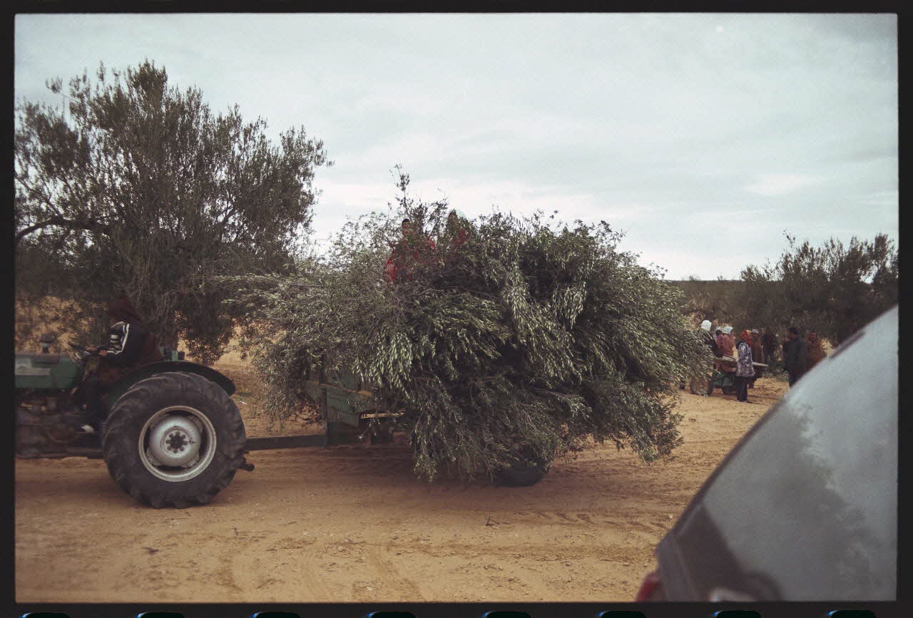 photographie MNATP. Enquête sur l'huile d'olive conduite par Jean-François Charnier (2002). Première mission Gouvernorat de Sfax, Tunisie 2002 Ph.2003.28.165 Photo