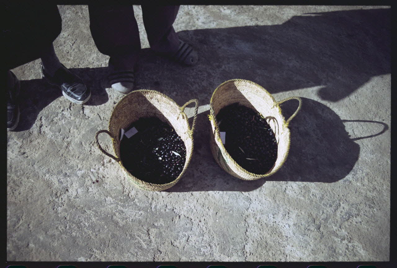 photographie MNATP. Enquête sur l'huile d'olive conduite par Jean-François Charnier (2003) Gouvernorat de Sfax, Tunisie 2003 Ph.2003.28.4  Photo