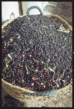 photographie MNATP. Enquête sur l'huile d'olive conduite par Jean-François Charnier (2003) Gouvernorat de Sfax, Tunisie 2003 Ph.2003.28.8  Photo