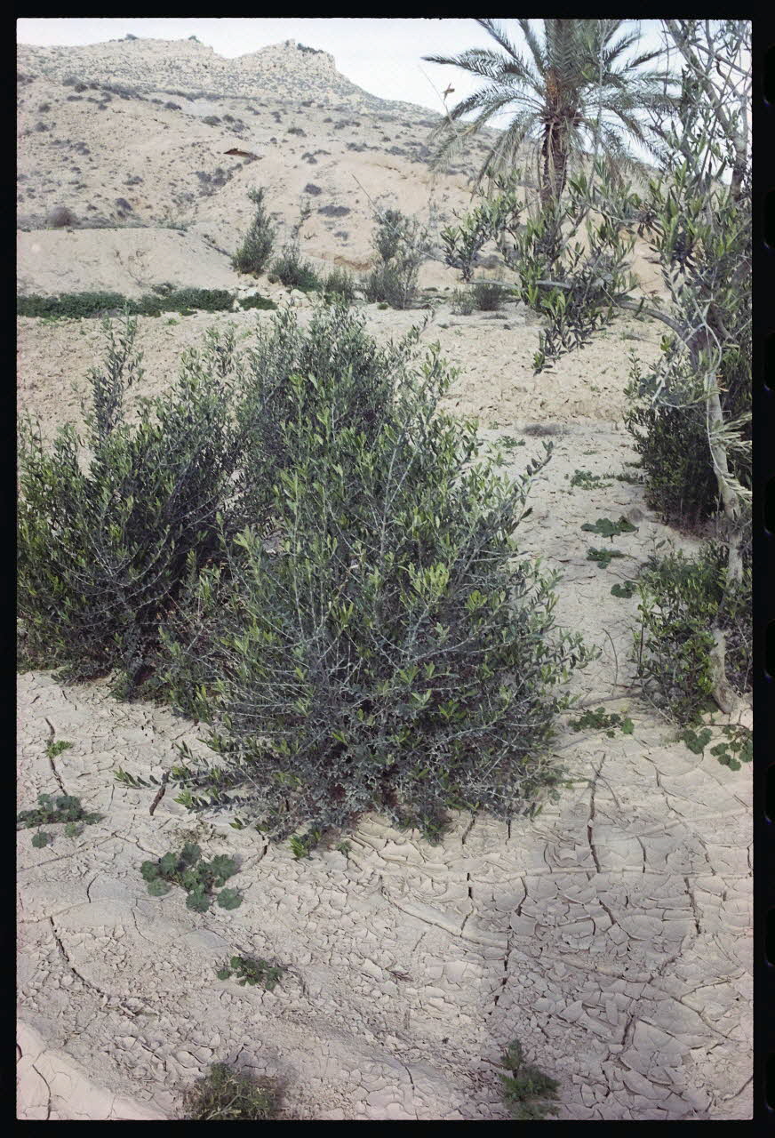 photographie MNATP. Enquête sur l'huile d'olive conduite par Jean-François Charnier (2003) Gouvernorat de Gabès, Tunisie 2003 Ph.2003.28.95 Photo