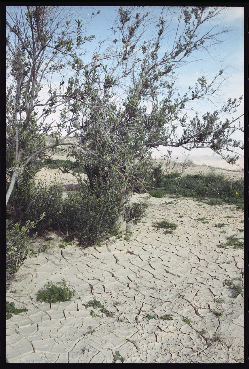 photographie MNATP. Enquête sur l'huile d'olive conduite par Jean-François Charnier (2003) Gouvernorat de Gabès, Tunisie 2003 Ph.2003.28.97 Photo