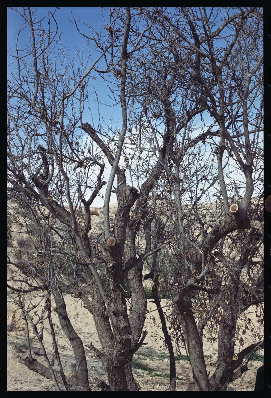 photographie MNATP. Enquête sur l'huile d'olive conduite par Jean-François Charnier (2003) Gouvernorat de Gabès, Tunisie 2003 Ph.2003.28.99 Photo