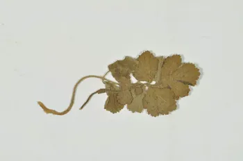 FEUILLE 1930 2000.60.342.4  Photo Mucem