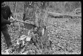 David Ojalvo photographie Bûcheron. Une saignée est faite à la hache Aquitaine, France 1964/2/5 Ph.1964.93.136 Photo