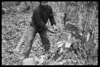 David Ojalvo photographie Bûcheron. Une saignée est faite à la hache Aquitaine, France 1964/2/5 Ph.1964.93.138 Photo