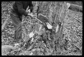 David Ojalvo photographie Bûcheron. Une saignée est faite à la hache Aquitaine, France 1964/2/5 Ph.1964.93.139 Photo