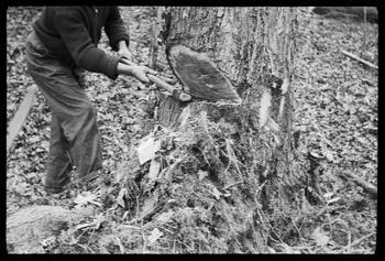 David Ojalvo photographie Bûcheron. Une saignée est faite à la hache Aquitaine, France 1964/2/5 Ph.1964.93.140 Photo