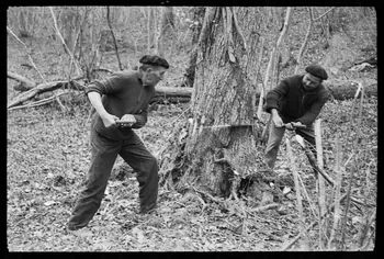 David Ojalvo photographie Messieurs André Sams et Bernard Baylou, bûcherons. L'abattage est terminé au passe-partout, du côté opposé à la saignée Aquitaine, France 1964/2/5 Ph.1964.93.141 Photo