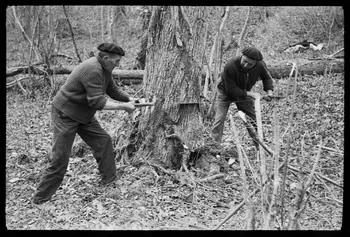 David Ojalvo photographie Messieurs André Sams et Bernard Baylou, bûcherons. L'abattage est terminé au passe-partout, du côté opposé à la saignée Aquitaine, France 1964/2/5 Ph.1964.93.142 Photo
