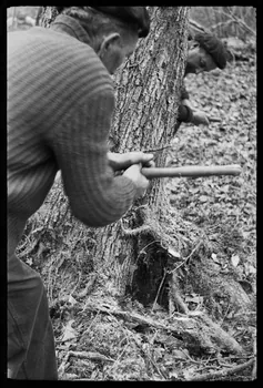 David Ojalvo photographie Messieurs André Sams et Bernard Baylou, bûcherons. L'abattage est terminé au passe-partout, du côté opposé à la saignée Aquitaine, France 1964/2/5 Ph.1964.93.143 Photo